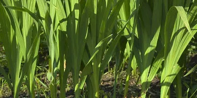 Хвороби квітів та їх профілактика (квітів) Хвороби квітів та їх профілактика