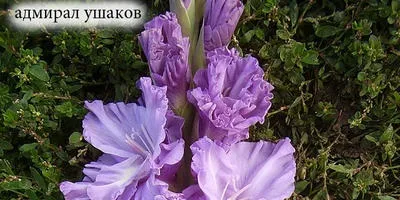 Хвороби квітів та їх профілактика (хвороби) Хвороби квітів та їх профілактика