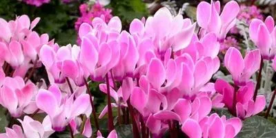 Хвороби квітів та їх профілактика (квітів) Хвороби квітів та їх профілактика