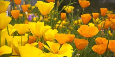 Хвороби квітів та їх профілактика (квітів) Хвороби квітів та їх профілактика