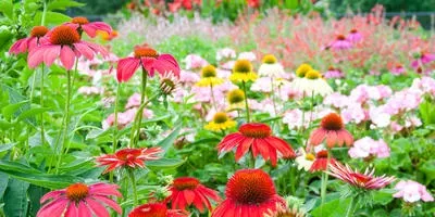 Хвороби квітів та їх профілактика (квітів) Хвороби квітів та їх профілактика