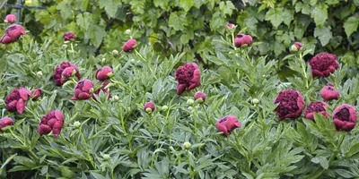 Хвороби квітів та їх профілактика (хвороби) Хвороби квітів та їх профілактика