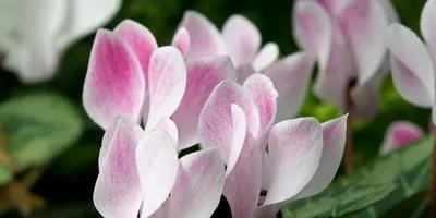 Хвороби квітів та їх профілактика (квітів) Хвороби квітів та їх профілактика