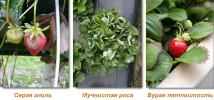 Хвороби і шкідники полуниці - ефективні методи боротьби (хвороби) Хвороби і шкідники полуниці - ефективні методи боротьби