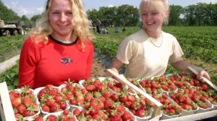 Бізнес ідея з вирощування полуниці - найкращі бізнес ідеї (полуниці) Бізнес ідея з вирощування полуниці - найкращі бізнес ідеї