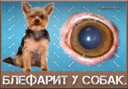 Блефарит у собак, причини, симптоми, лікування