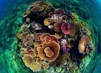 Великий бар'єрний риф, great barrier reef (великий) Великий бар'єрний риф, great barrier reef
