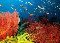 Великий бар'єрний риф, great barrier reef (бар'єрний) Великий бар'єрний риф, great barrier reef