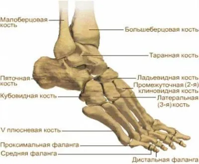 Біль у стопі (у верхній частині і суглобах) чому болить і лікування (верхньої) Біль у стопі (у верхній частині і суглобах) чому болить і лікування