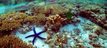 Великий бар'єрний риф, great barrier reef (barrier) Великий бар'єрний риф, great barrier reef