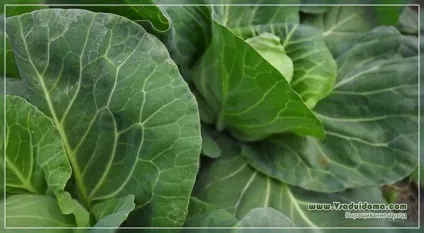 Боротьба зі шкідниками капусти - народні засоби і поради (кошти) Боротьба зі шкідниками капусти - народні засоби і поради