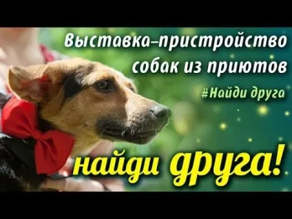 Бурманська кішка - опис і фото породи, стандарти, вибір і покупка кошенят бурманской кішки, (вибір) Бурманська кішка - опис і фото породи, стандарти, вибір і покупка кошенят бурманской кішки,
