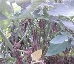 Чим обробити теплицю після фітофтори (чим обробити теплицю після фітофтори) Чим обробити теплицю після фітофтори