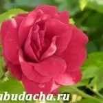 Чим можна підгодувати хризантеми, дача