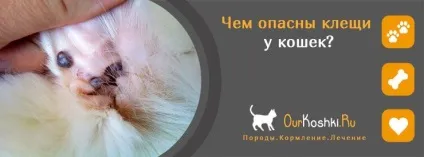 Чим небезпечні кліщі у кішок (кліщі) Чим небезпечні кліщі у кішок