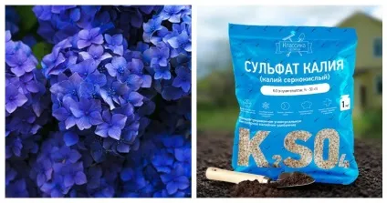 Чим обробити троянди від попелиці народними засобами, хвороби і шкідники саду і городу (обробити) Чим обробити троянди від попелиці народними засобами, хвороби і шкідники саду і городу