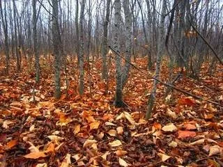 Чим пахнуть осіннє листя (віра мазухіна)