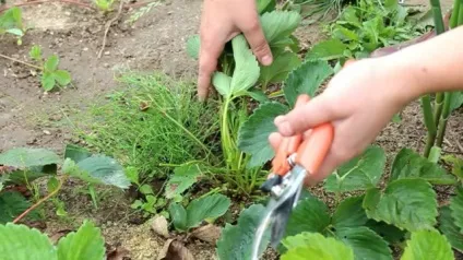 Чим підгодувати полуницю восени