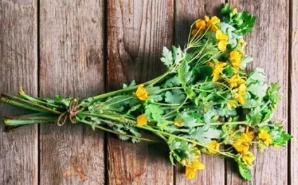 Чистотіл для обличчя від прищів, пігментних плям, для жирної і проблемної шкіри (чистотіл) Чистотіл для обличчя від прищів, пігментних плям, для жирної і проблемної шкіри