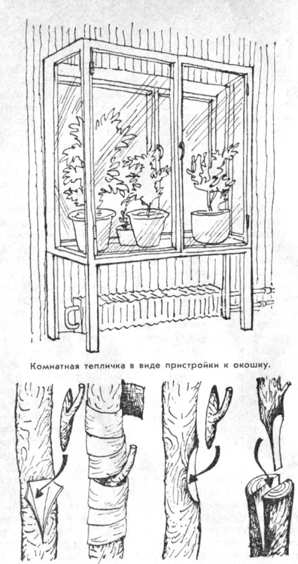 Живцювання, розмноження цитрусових живцями, укорінення живців, способи вкорінення живців (все про цитрусових) Живцювання, розмноження цитрусових живцями, укорінення живців, способи вкорінення живців