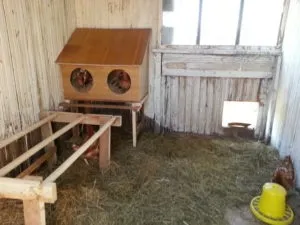 Що робити, щоб кури взимку мчали так само добре, як і влітку