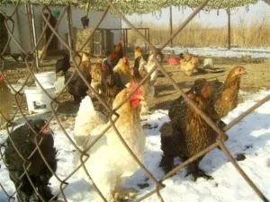 Що робити, щоб кури взимку мчали так само добре, як і влітку