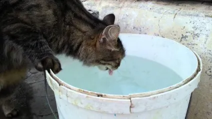 Що робити, якщо кішка не бажає пити воду з миски (робити) Що робити, якщо кішка не бажає пити воду з миски