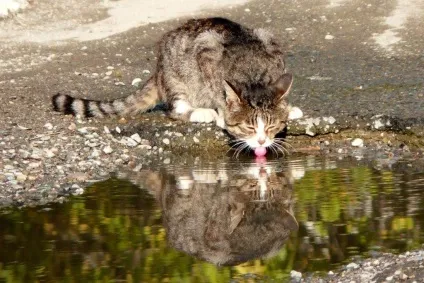 Що робити, якщо кішка не бажає пити воду з миски (миски) Що робити, якщо кішка не бажає пити воду з миски