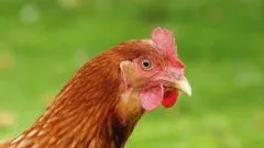Що таке селянська продукція (азбука смаку) Що таке селянська продукція