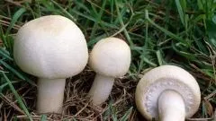 Що таке селянська продукція (азбука смаку) Що таке селянська продукція