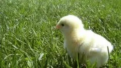 Що таке селянська продукція (фермерська) Що таке селянська продукція