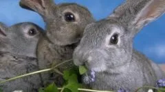 Що таке селянська продукція (азбука смаку) Що таке селянська продукція