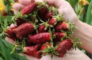 Що таке земклуника, улюблена дача, сад і город (таке) Що таке земклуника, улюблена дача, сад і город