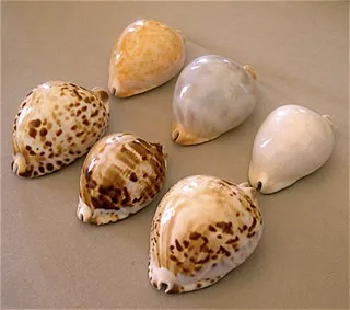 Що таке каурі