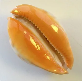 Що таке каурі
