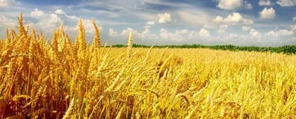 Що таке озимина посів, сходи і догляд за озимими