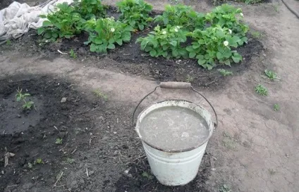 Що таке земклуника сорти, посадка, вирощування, догляд, фото (таке) Що таке земклуника сорти, посадка, вирощування, догляд, фото
