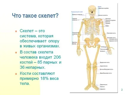Що таке скелет - презентація 187889-2 (надання першої допомоги) Що таке скелет - презентація 187889-2