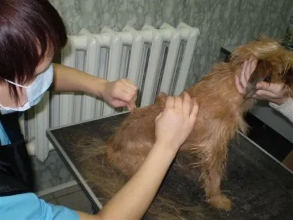 Що таке стріппінг