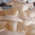 Курча тапака як приготувати, покроковий рецепт з фото (приготувати) Курча тапака як приготувати, покроковий рецепт з фото
