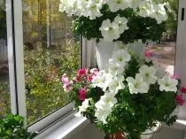 Квіти на балконі, 16 фото оформлення квітами лоджій і балконів, ідеї для зимового саду, поради як (зимовий сад на балконі) Квіти на балконі, 16 фото оформлення квітами лоджій і балконів, ідеї для зимового саду, поради як