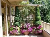 Квіти на балконі, 16 фото оформлення квітами лоджій і балконів, ідеї для зимового саду, поради як (квіти на балконі фото) Квіти на балконі, 16 фото оформлення квітами лоджій і балконів, ідеї для зимового саду, поради як