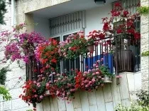 Квіти на балконі, 16 фото оформлення квітами лоджій і балконів, ідеї для зимового саду, поради як (квіти на балконі фото) Квіти на балконі, 16 фото оформлення квітами лоджій і балконів, ідеї для зимового саду, поради як