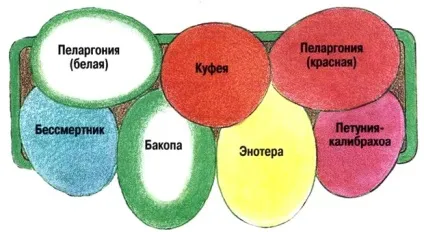 Квіти для балконних ящиків (ящиків) Квіти для балконних ящиків