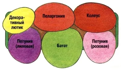 Квіти для балконних ящиків (квіти) Квіти для балконних ящиків