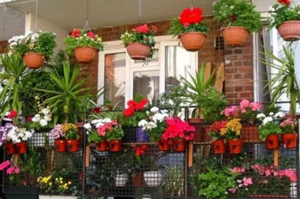 Квіти на балконі, 16 фото оформлення квітами лоджій і балконів, ідеї для зимового саду, поради як (фото) Квіти на балконі, 16 фото оформлення квітами лоджій і балконів, ідеї для зимового саду, поради як