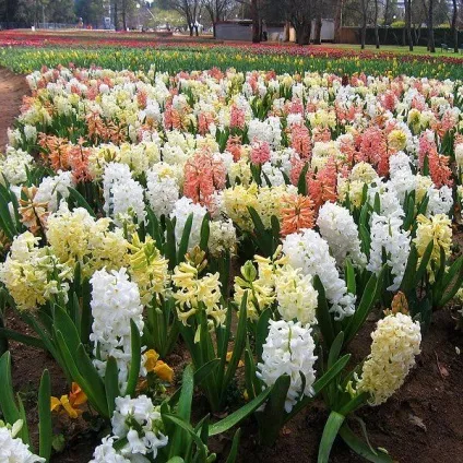 Квіти гіацинти фото, посадка і догляд в домашніх умовах і в грунті (фото) Квіти гіацинти фото, посадка і догляд в домашніх умовах і в грунті