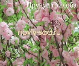 декоративні чагарники