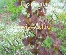 декоративні чагарники