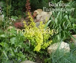 декоративні чагарники